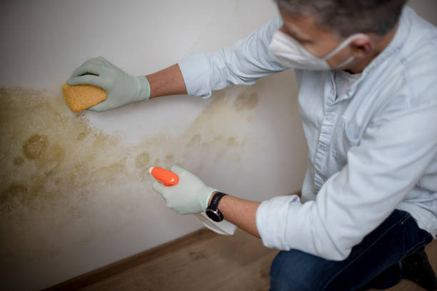 Best Certified Mold Removal  in Gretna, FL