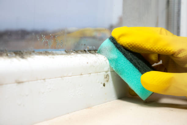 Best Commercial Mold Removal  in Gretna, FL